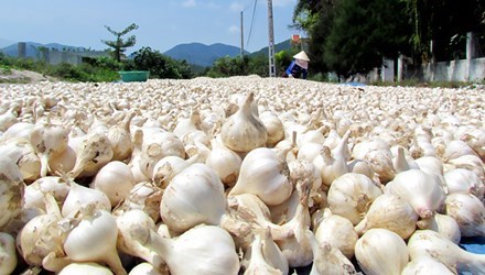 Công an xác minh việc tung tin tỏi Lý Sơn của tài khoản FB Lương Hoàng Anh