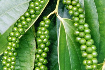 Giá hồ tiêu hôm nay ngày 92 Đi ngang phiên cuối tuần