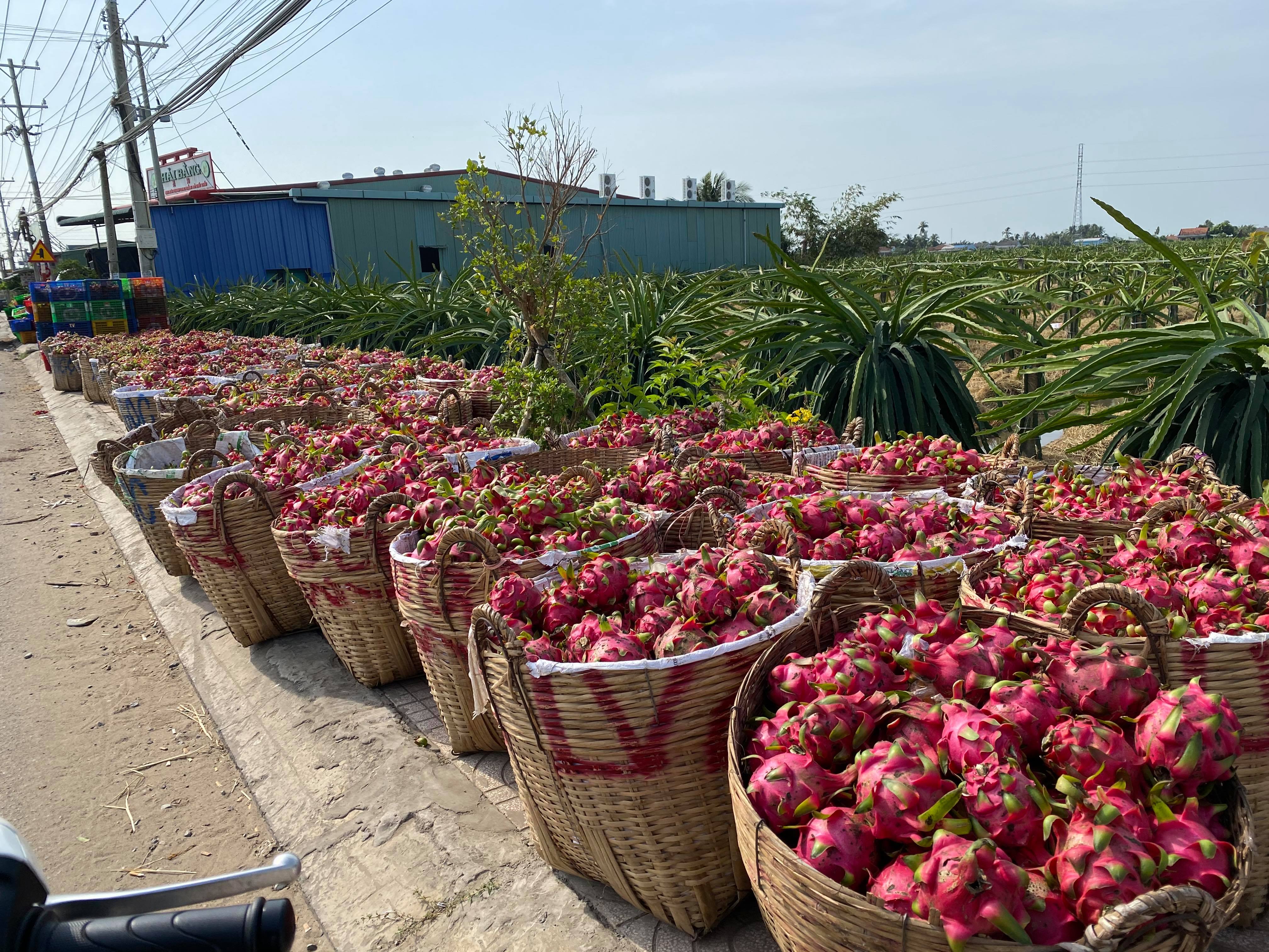 Long An kiến nghị chính phủ hỗ trợ tháo gỡ khó khăn trước tình hình tiêu thụ thanh long hiện nay