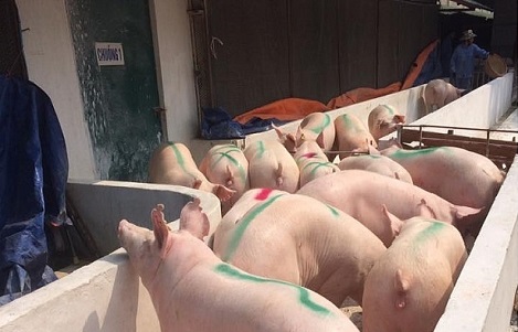 Giá heo hơi hôm nay 152 Ôn định trở lại trên cả nước sau vài ngày biến động