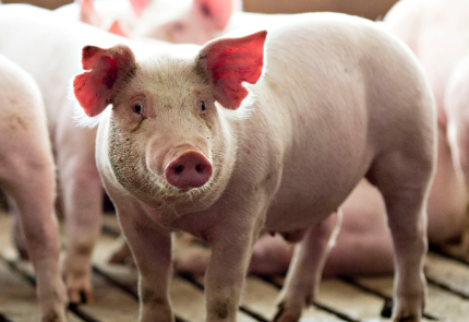 Giá heo hơi hôm nay 162 Bình ổn giá trên cả nước        