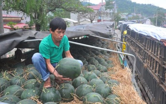 Nông sản Việt lo đáp ứng rào cản kỹ thuật tại EU