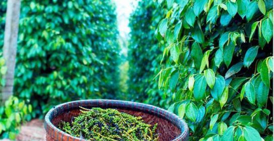 Giá hồ tiêu hôm nay 162 Giá hồ tiêu hôm nay tiếp tục lặng sóng