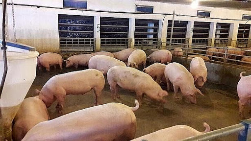 Giá heo hơi hôm nay 182 Đồng loạt giảm mạnh