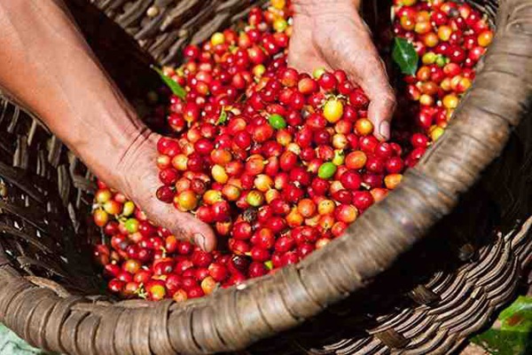 Giá cà phê hôm nay ngày 182 Giá cà phê trong nước trầm lắng, thế giới tiếp tục tăng