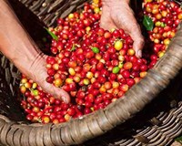 Giá cà phê hôm nay ngày 18/2 Giá cà phê trong nước trầm lắng thế giới tiếp tục tăng 
