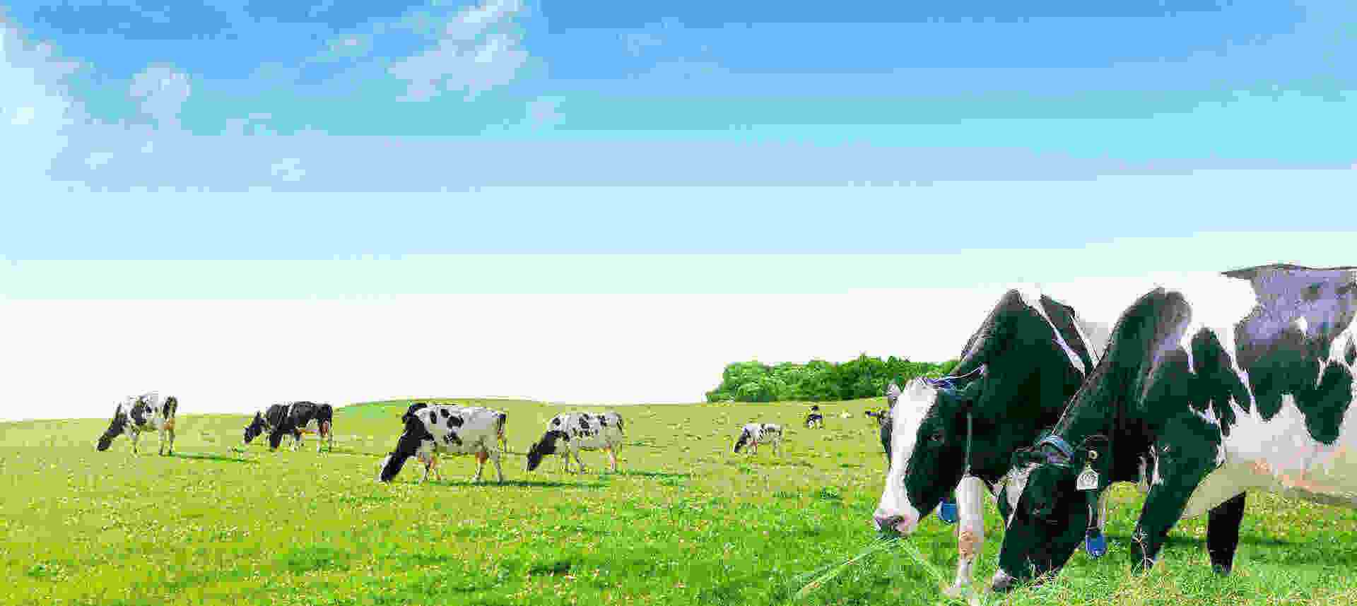 Việt Nam có thêm 1 nhà máy sữa đủ điều kiện xuất khẩu sang Trung Quốc