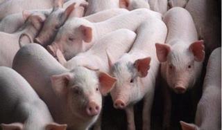 Giá heo hơi hôm nay  212 Miền Nam bất ngờ bật tăng, trở lại mức 80.000 đồngkg