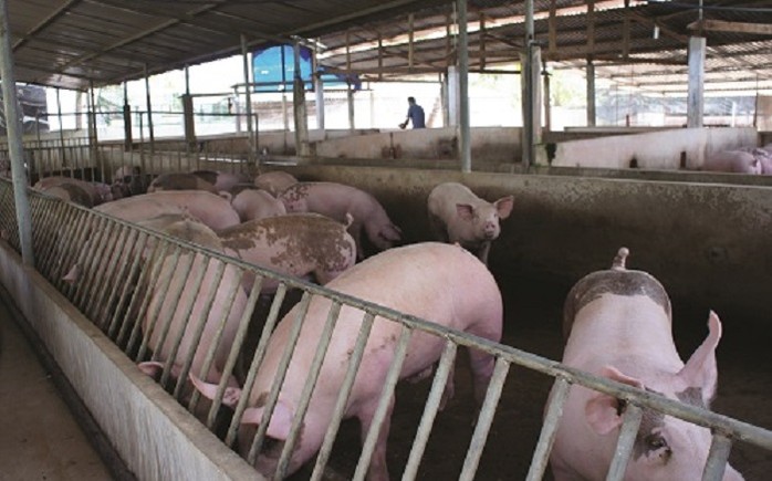 Giá heo hơi hôm nay 252 MIền Nam có nơi giảm sâu 8.000 đồngkg