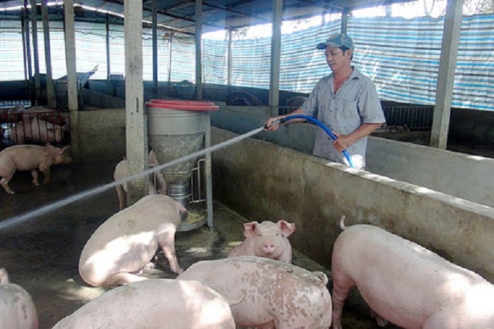 Giá heo hơi hôm nay 262 Giữ giá ổn định trên cả nước