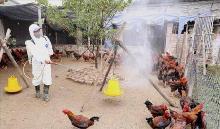 Hà Nội Tiếp tục giám sát chặt chẽ diễn biến dịch cúm gia cầm