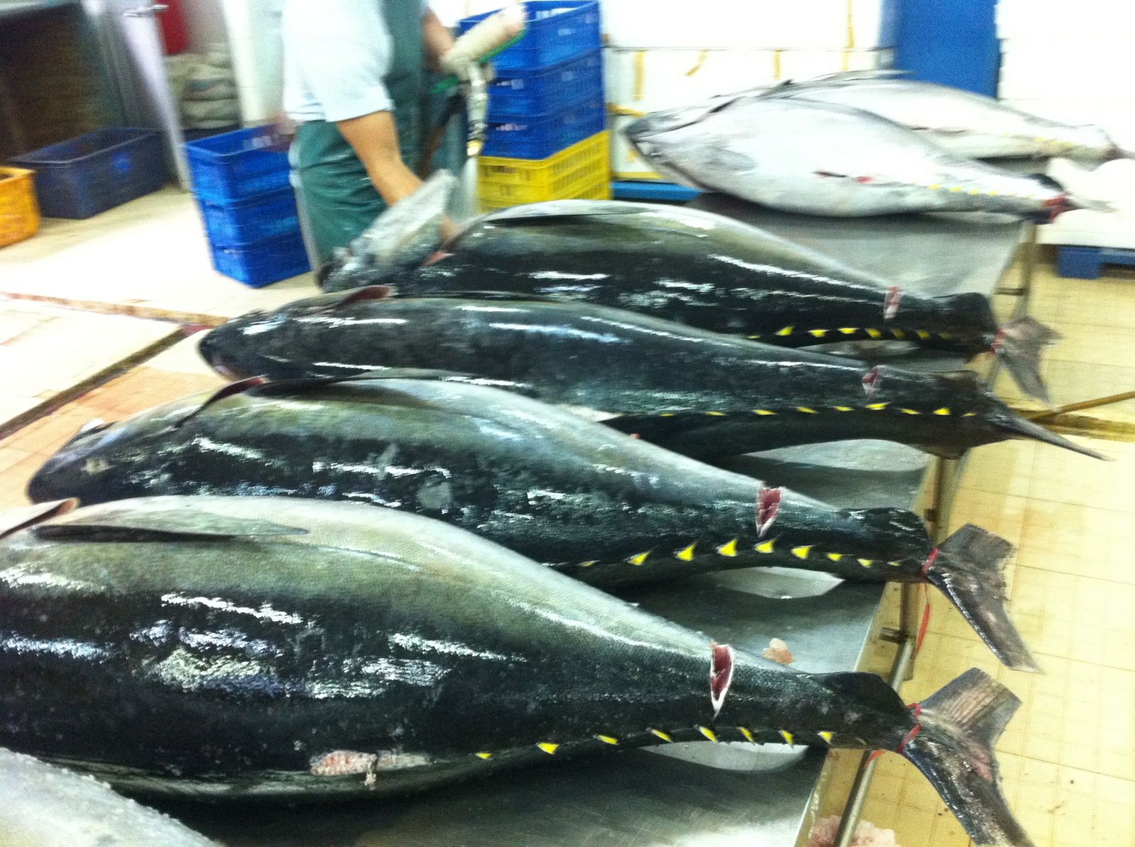 Tháng 12020 Mỹ tiếp tục là thị trường nhập khẩu cá ngừ lớn nhất của Việt Nam