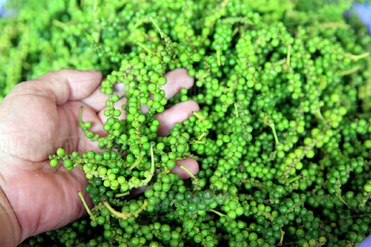 Giá hồ tiêu hôm nay ngày 93 Chưa có dấu hiệu chuyển biến phiên đầu tuần