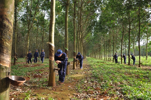 Không công bố thông tin theo quy định Công ty Cổ phần Đầu tư cao su Đắk Lắk (DRI) bị phạt 70 triệu đồng