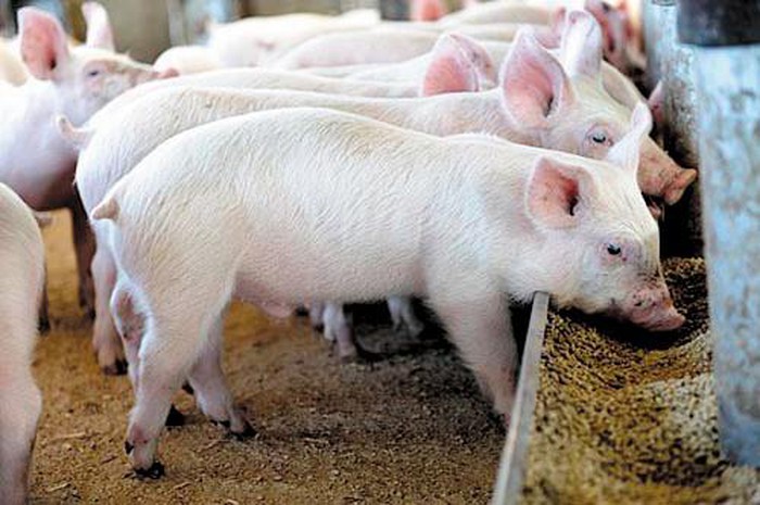 Giá heo hơi hôm nay 143 Đồng loạt tăng mạnh