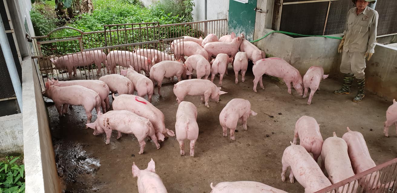 Giá heo hơi hôm nay ngày 183 Thịt trường dần ổn định, giá heo vẫn ở quanh mức 80.000 đồngkg