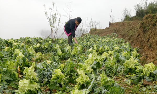 Mưa dông kèm mưa đá gây thiệt hại tại các địa phương