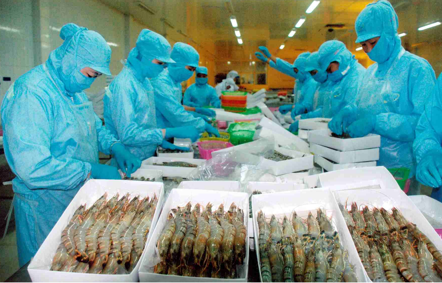  Ấn Độ Sản lượng tôm chân trắng dự kiến đạt 710.000 tấn trong năm tài chính 2019-2020