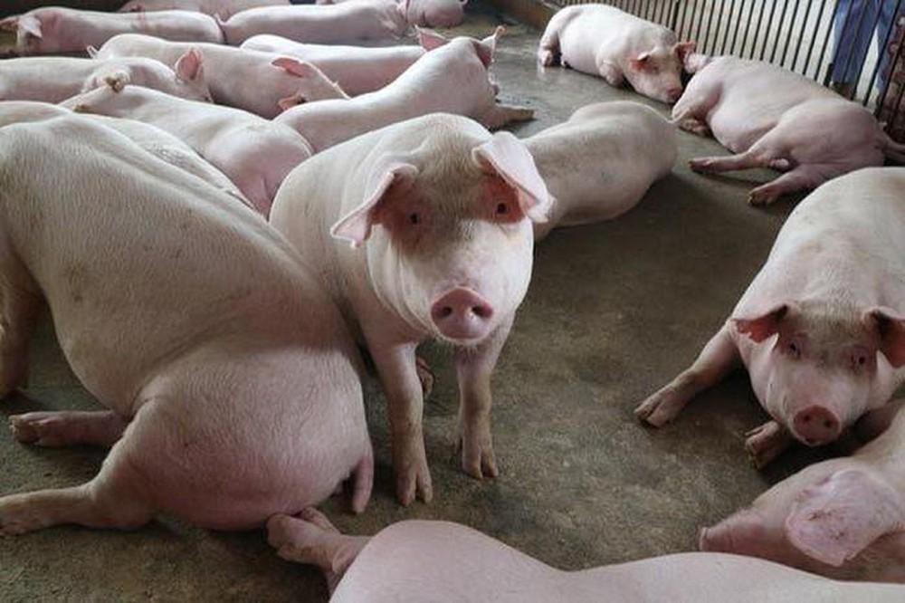 Giá heo hơi hôm nay 243 Giá heo hơi miền Nam bắt đầu giảm