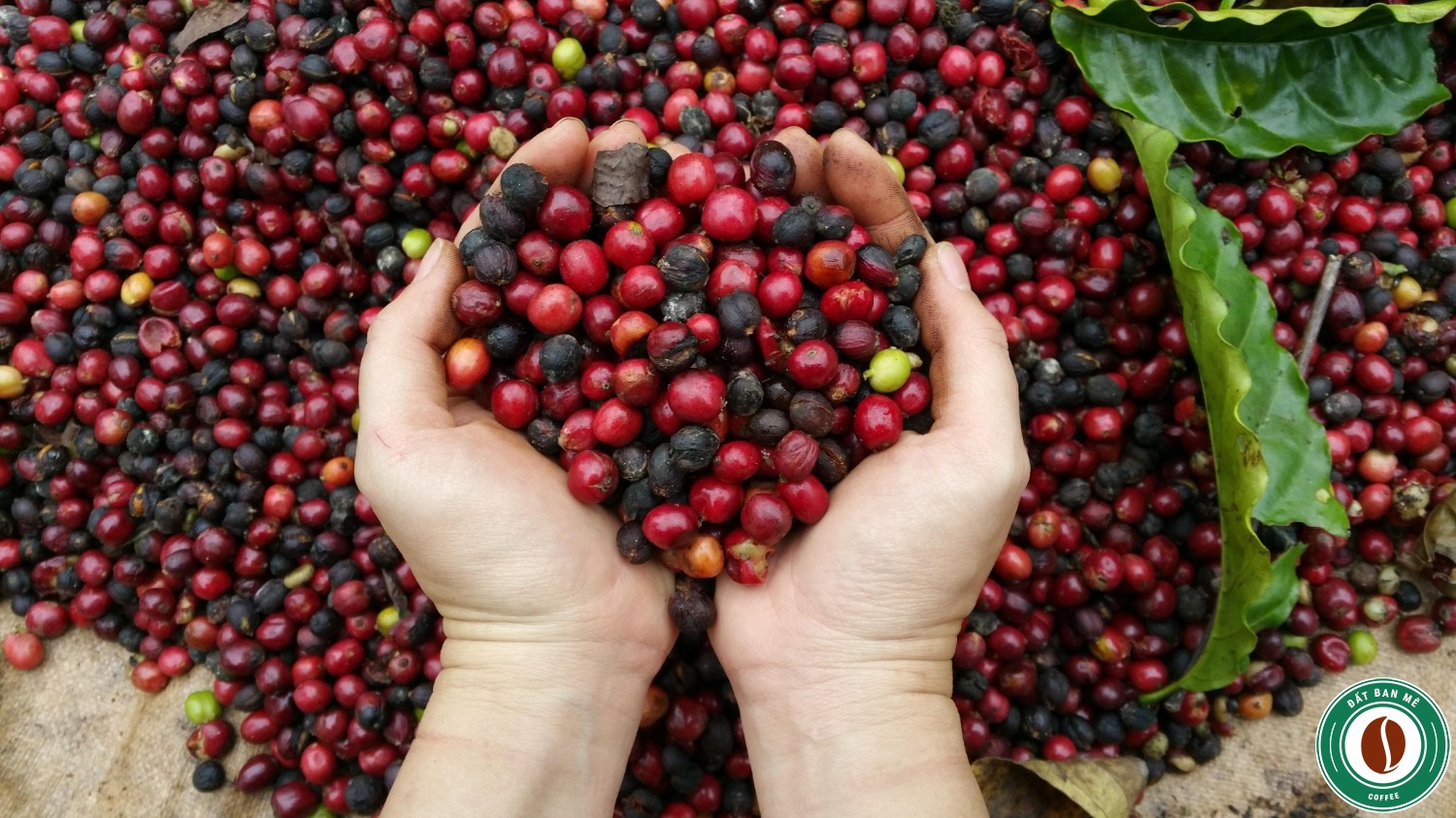 Giá cà phê ngày 243 Tăng nhẹ 100 đồng, tiến sát mức 32.000 đồngkg