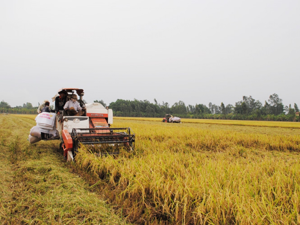 Bộ NNPTNT phấn đấu đạt 43 triệu tấn thóc trong năm 2020