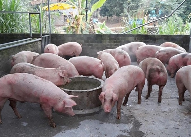 Giá heo hơi hôm nay 253 miền Nam tiếp tục giảm sâu