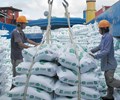 Thủ tướng yêu cầu tạm dừng ký hợp đồng xuất khẩu gạo mới