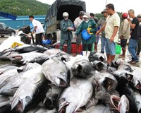 Xuất khẩu cá ngừ của Việt Nam sang Đức tăng trưởng mạnh 