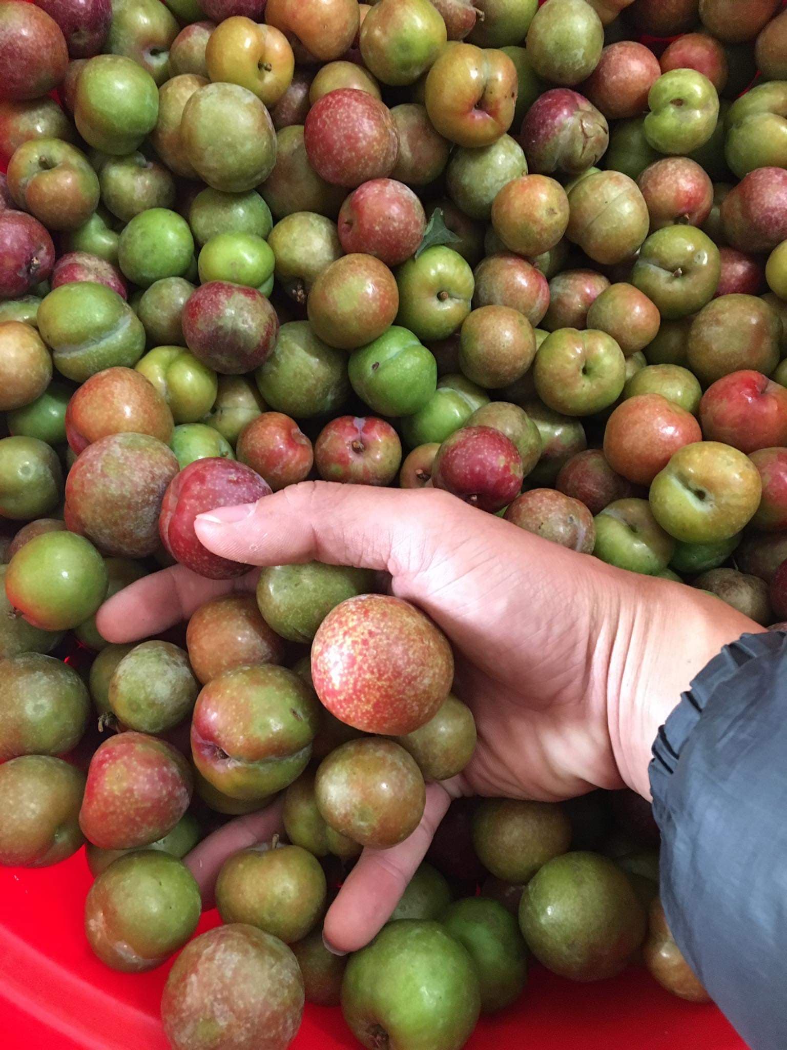 Mận Mộc Châu trái mùa sốt giá