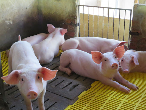 Giá heo hơi hôm nay 293 Miền Bắc giữ giá cao, Miền Nam giảm nhẹ