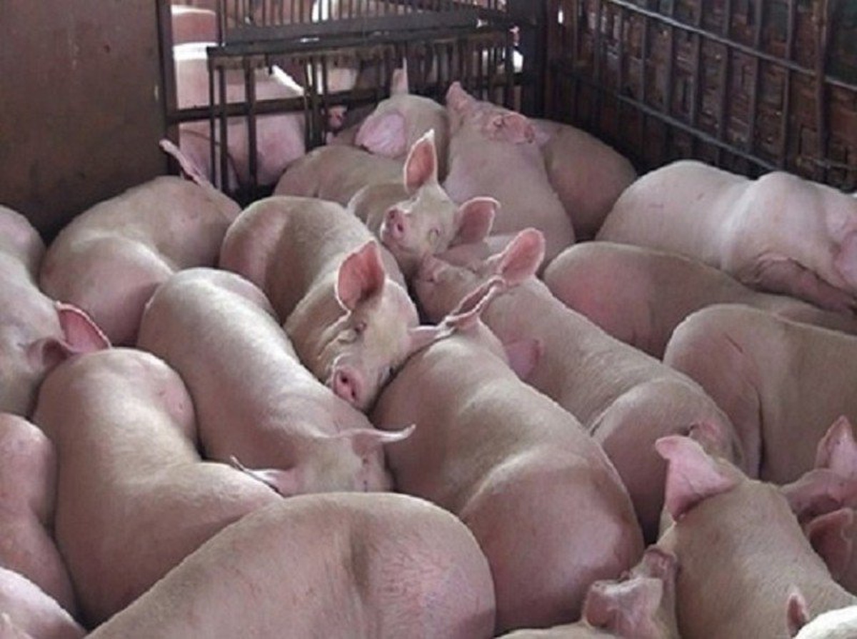 Giá heo hơi hôm nay 303 Giá heo hơi vài nơi đã lùi về mốc 70.000 đồngkg