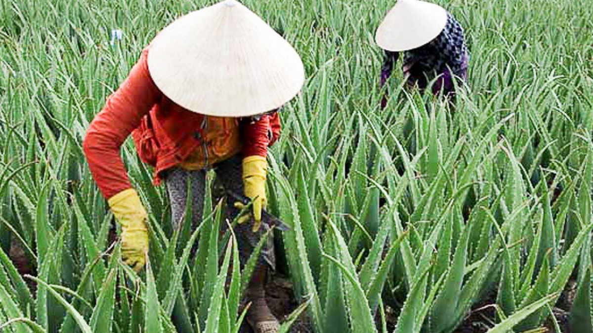 Ninh Thuận Nha đam được giá nhờ liên kết sản xuất