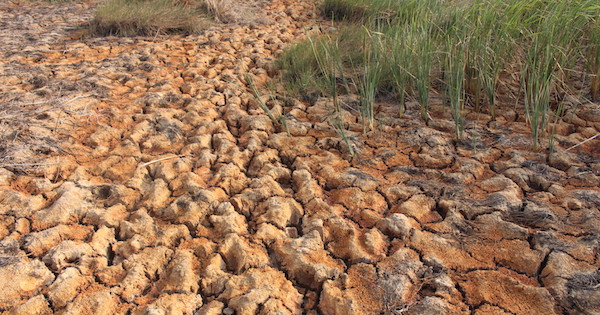 Bộ TN-MT hỗ trợ 4 tỉ đồng cho 5 tỉnh đã công bố tình huống khẩn cấp về hạn, mặn