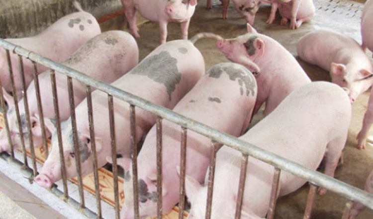 Giá heo hơi hôm nay ngày 24 Đồng loạt giảm sâu ở nhiều địa phương trên cả nước