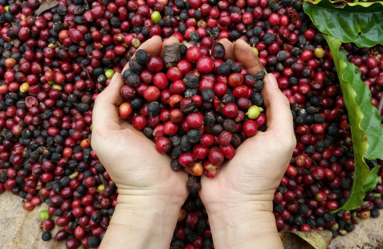 Giá cà phê hôm nay 54 Gía cà phê giảm thêm 300 đồngkg, kết thúc 1 tuần ảm đảm