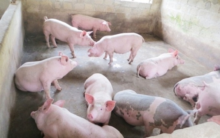 Giá heo hơi hôm nay ngày 54 Giá heo hơi miền Nam giảm về sát mốc 70.000 đồngkg