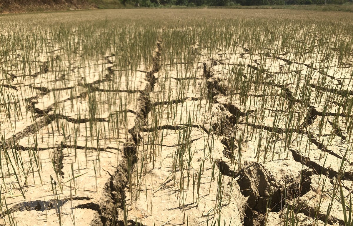 Hỗ trợ 530 tỷ đồng cho 8 tỉnh ĐBSCL phòng, chống hạn hán, xâm nhập mặn