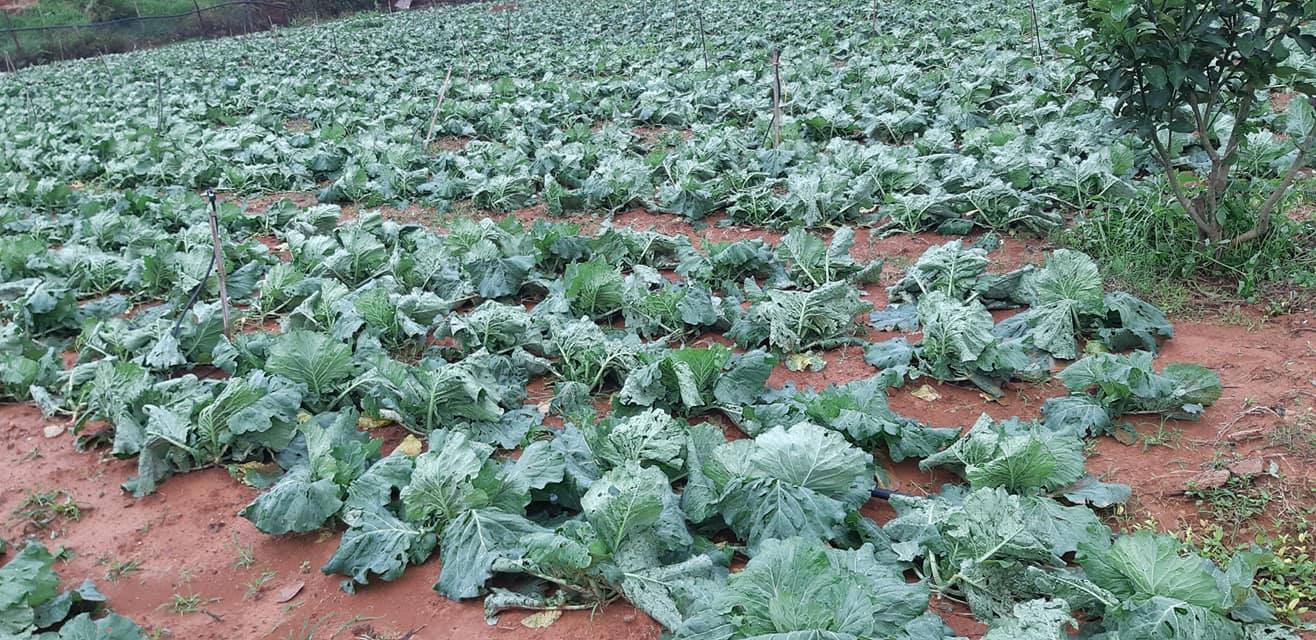 Sơn La Mưa đá kèm theo gió lốc gây thiệt hại nặng ở huyện Mộc Châu 