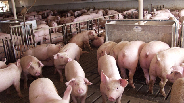 Giá heo hơi hôm nay ngày 124 Cuối tuần giá heo cả nước duy trì ổn định