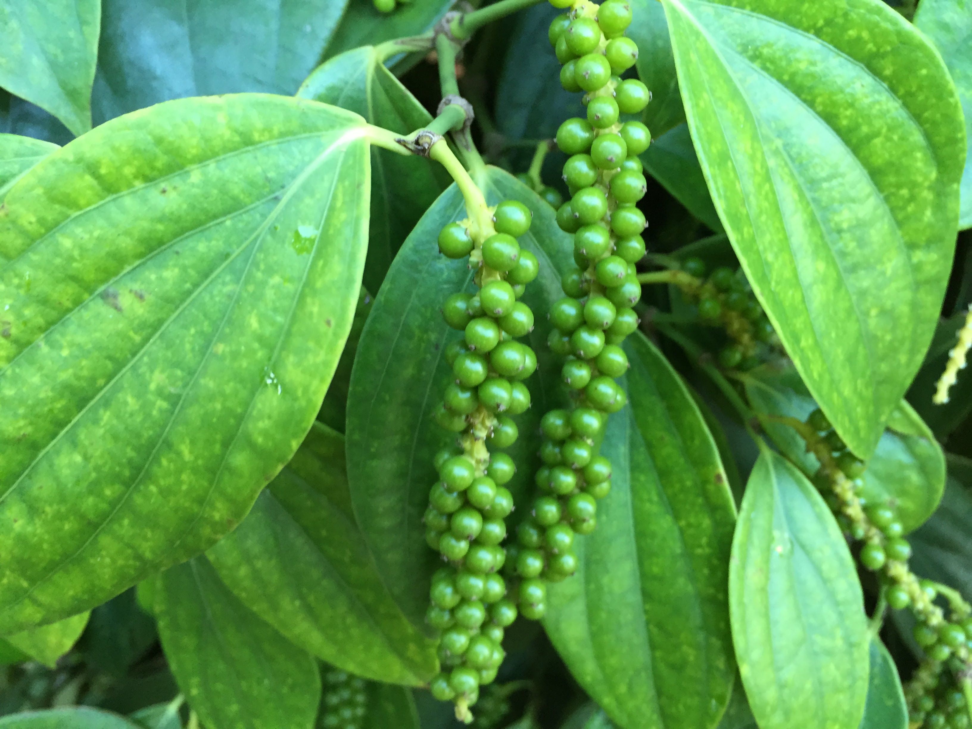 Giá hồ tiêu hôm nay 134 Phiên giao dịch tiếp tục đi ngang, giá quanh mức 35.500 - 37.500 đồngkg