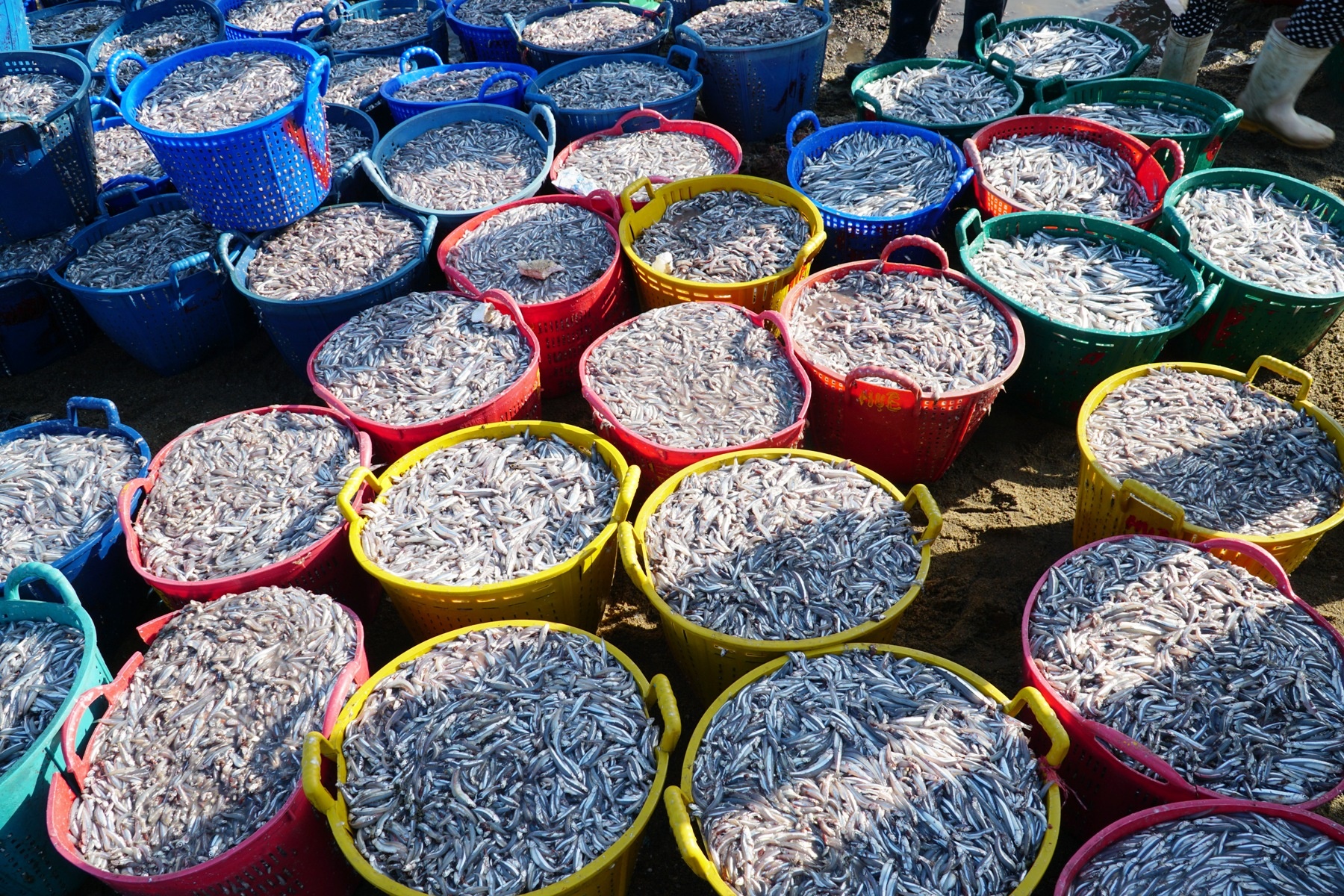 Giá bột cá tăng khi nhu cầu của Trung Quốc tăng trở lại