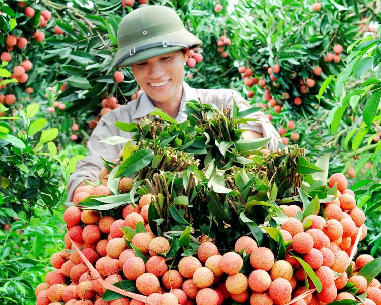 Lô vải tươi đầu tiên sẽ được xuất sang Nhật Bản vào cuối tháng 5