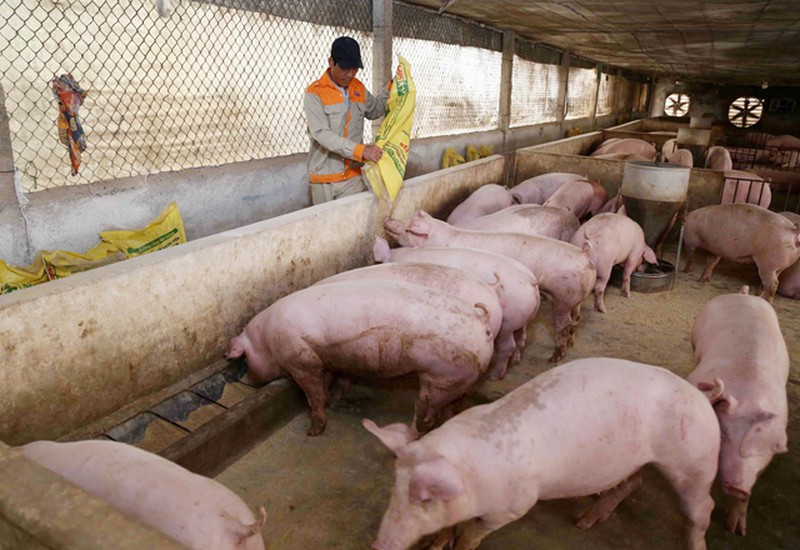 Giá heo hơi hôm nay 15 Thịt heo nhập khẩu tràn về, heo hơi trong nước hạ nhiệt