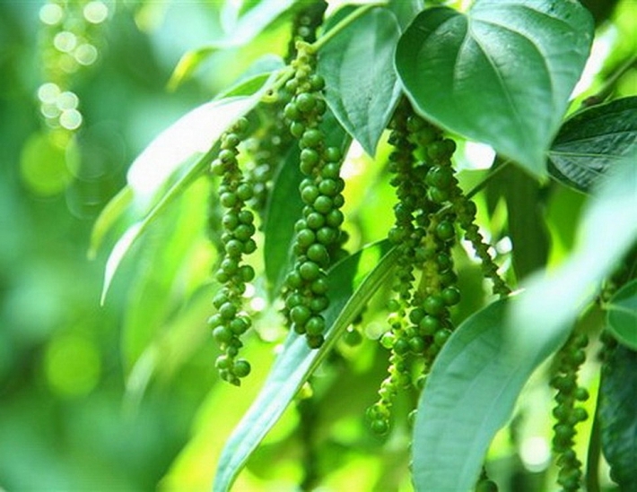 Giá hồ tiêu hôm nay 45 Dự báo tăng giá trong tuần mới, giá tiêu đi ngang phiên giao dịch hôm nay