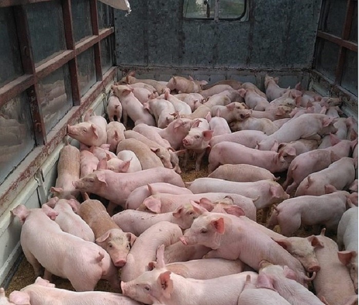 Giá heo hơi hôm nay 55 Giá lợn hơi đã tăng mạnh trở lại so với trước dịp nghỉ lễ 304 và 15