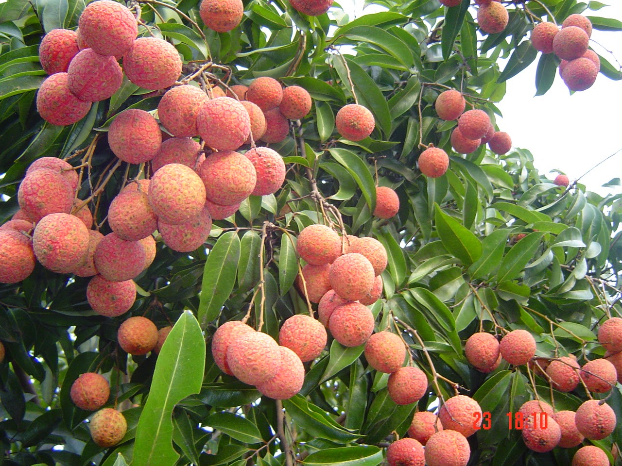 Tác động COVID-19 Xuất khẩu quả vải tươi sang Nhật Bản gặp khó