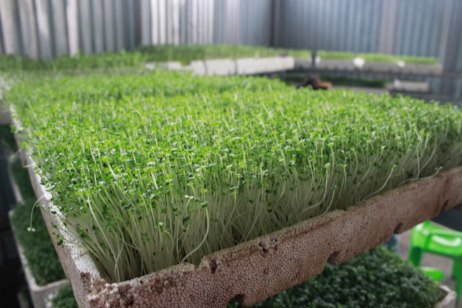 Huyện Thường Tín mô hình nông nghiệp sạch phát huy hiệu quả kinh tế cao