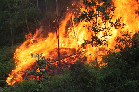 Nắng nóng gay gắt, nguy cơ cháy rừng tăng cao