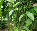 Giá hồ tiêu hôm nay 8/5 Đi ngang sau phiên tăng giá hồ tiêu cao nhất là 40.000 đồng/kg 