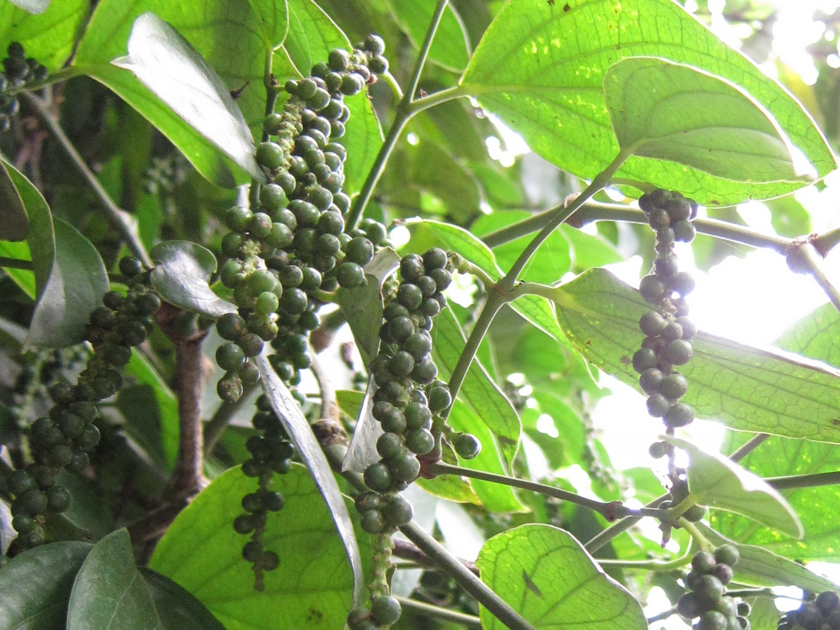 Giá hồ tiêu hôm nay 105 Giao dịch quanh mức 38.000 - 40.000